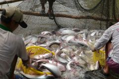 Các loại thức ăn cho cá mang lãi suất cao